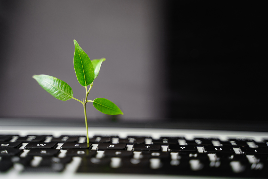 Laptop keyboard with plant growing on it.